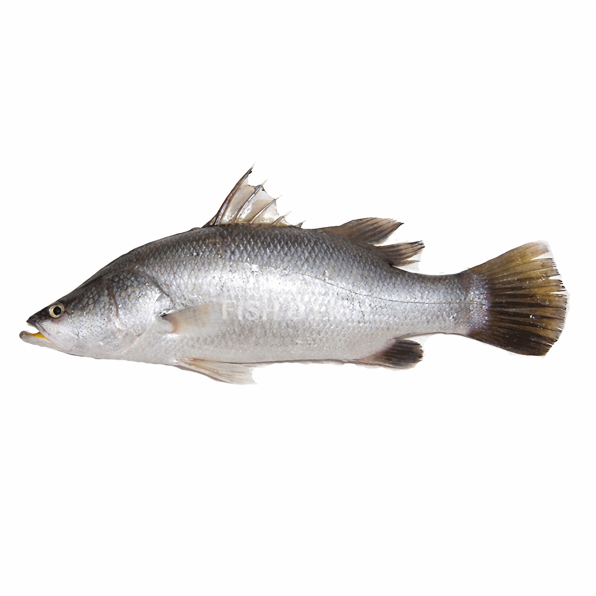 sea-bass-betki-02