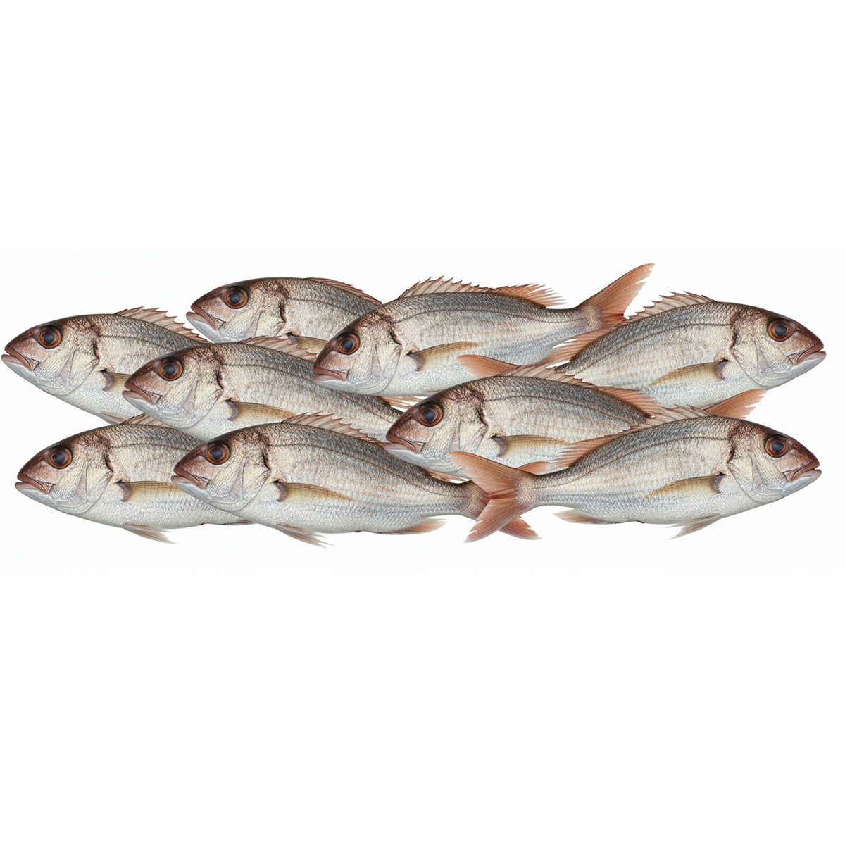 sea-bream-01