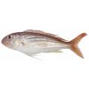 Sea Bream