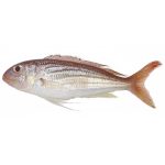sea-bream-02