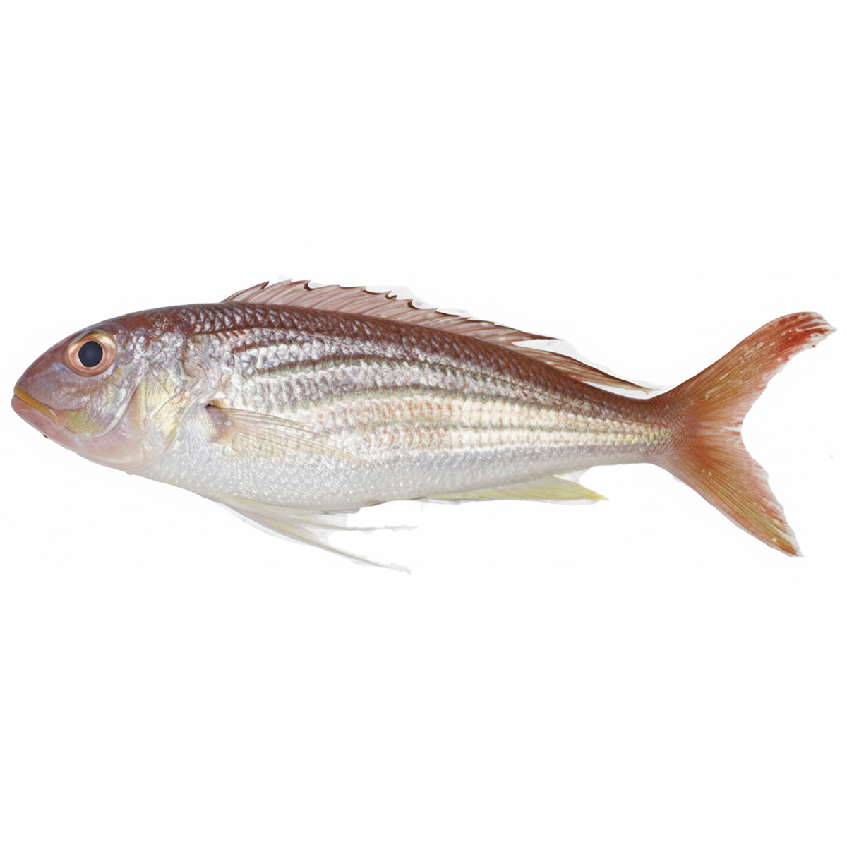 sea-bream-02