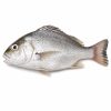 Silver Grunt