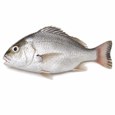 Silver Grunt