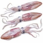 squid-01
