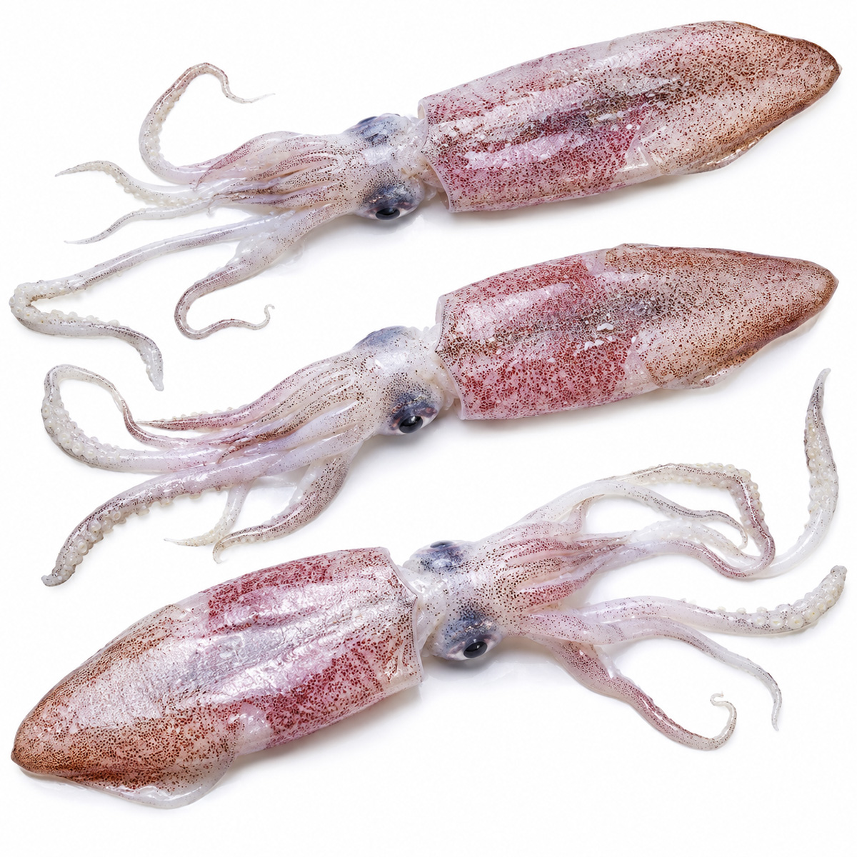 squid-01