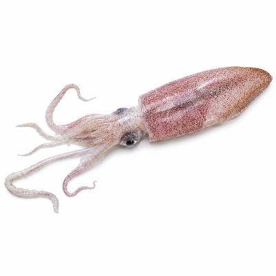 Squid