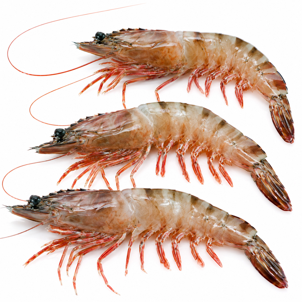 tiger-prawn-01