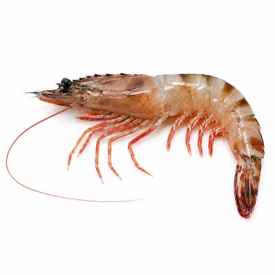 Tiger Prawn / Flower (Large)