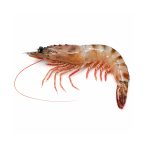 tiger-prawn-medium-01