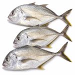 trevally-01