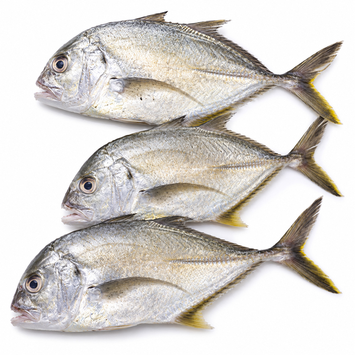 trevally-01