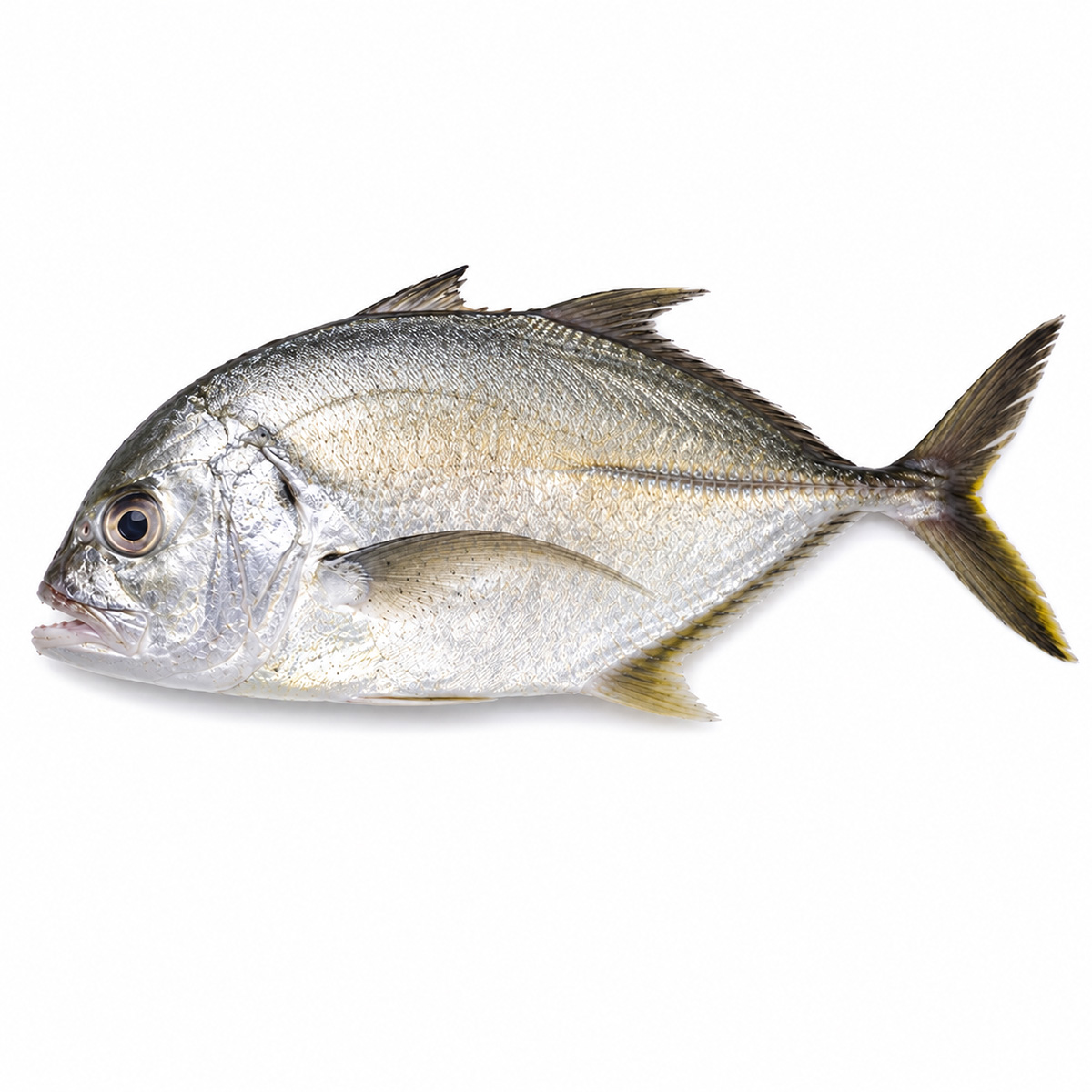 trevally-02