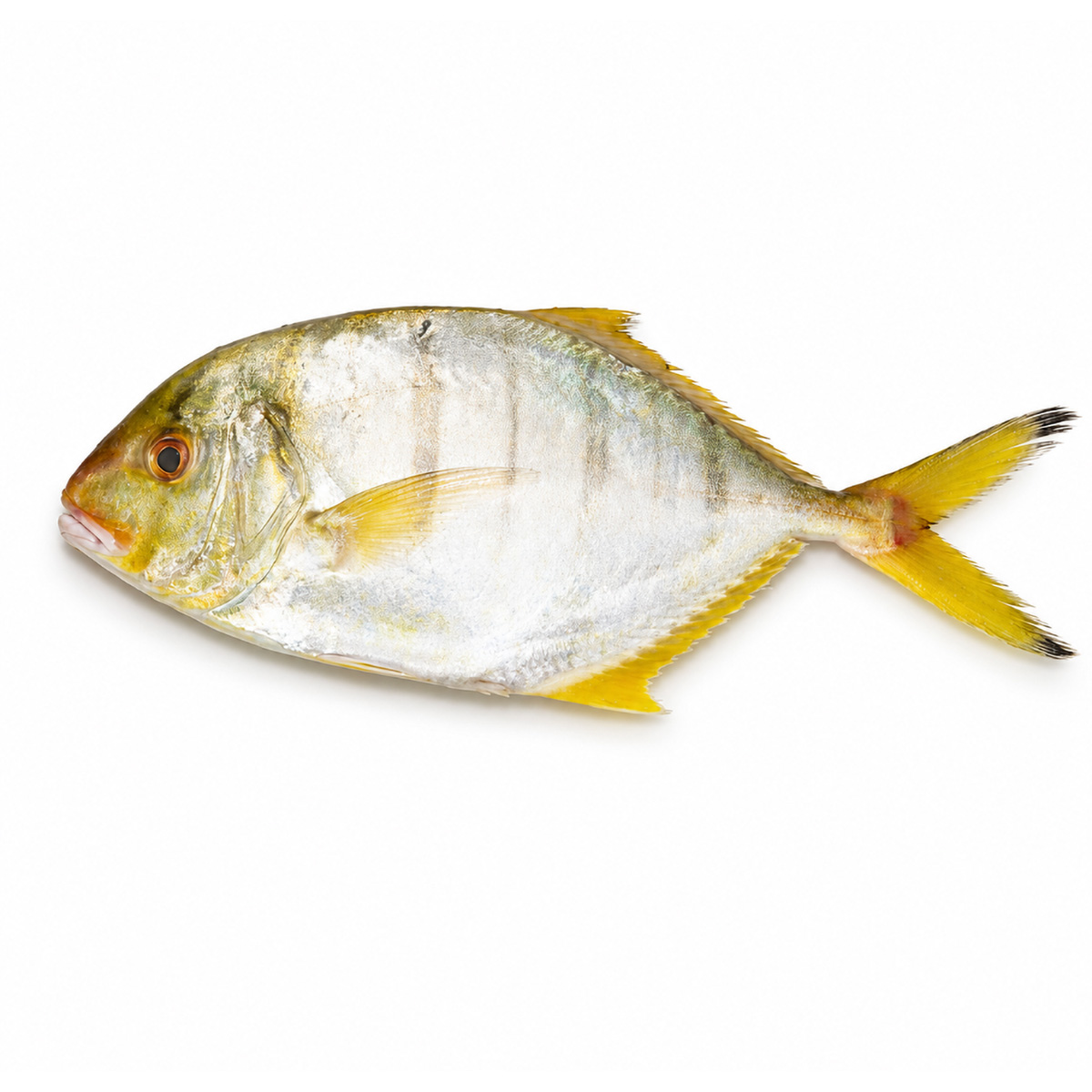 trevally-04
