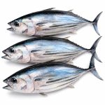 tuna-01