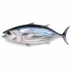 Tuna Fish (Full)