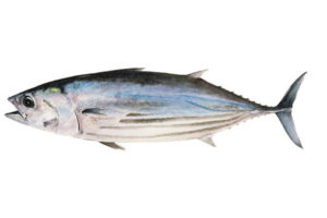 tuna-slice
