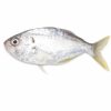 White Fish