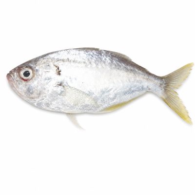 White Fish