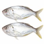 white-fish-02