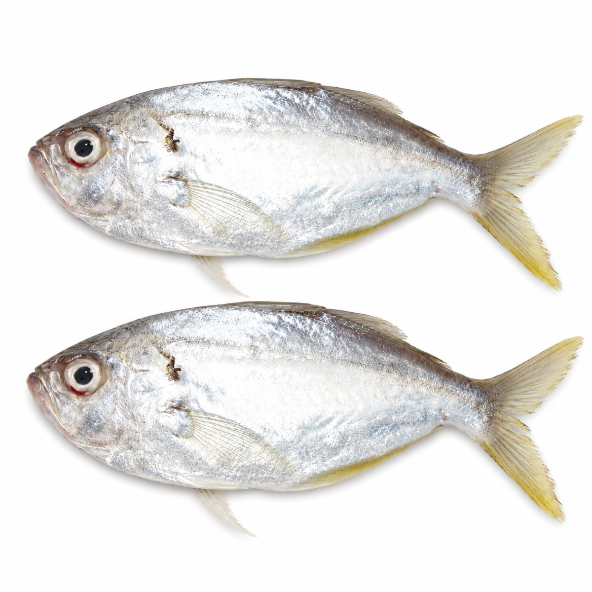 white-fish-02