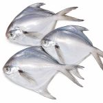white-pomfret-01