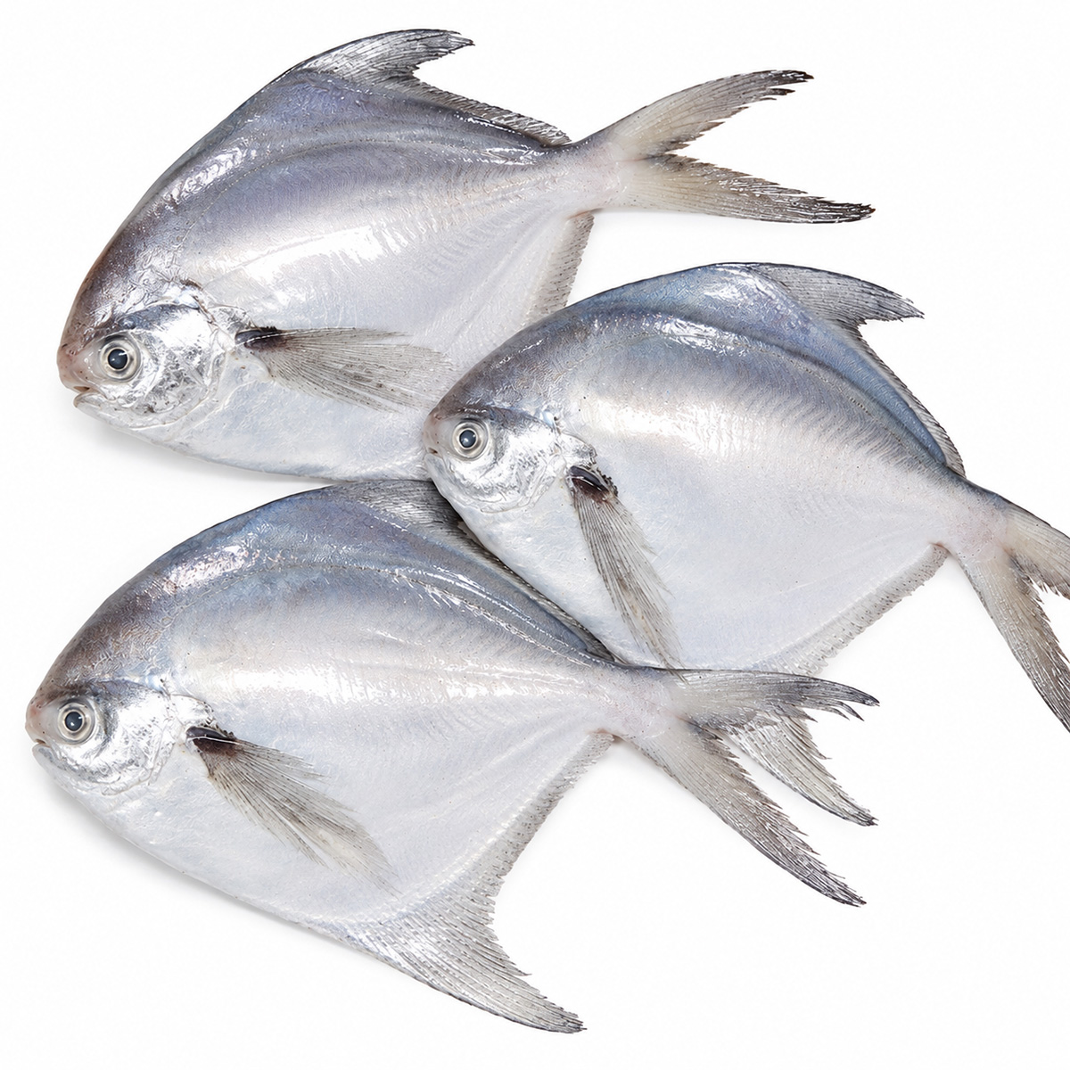 white-pomfret-01