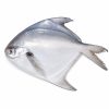 White Pomfret