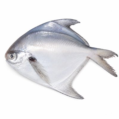 White Pomfret