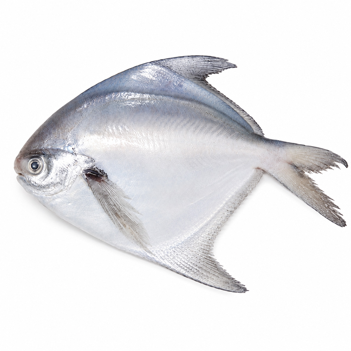 white-pomfret-02
