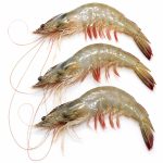 white-prawn-01