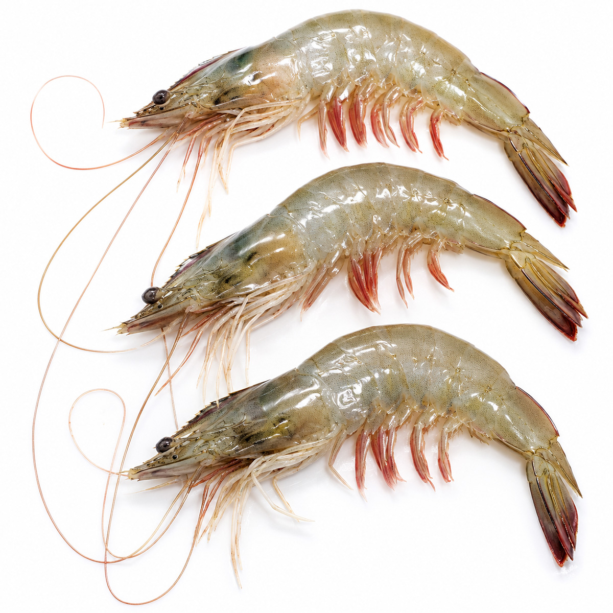 white-prawn-01