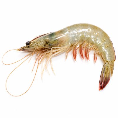 White Prawn (Large)