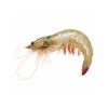 White Prawn (Medium)