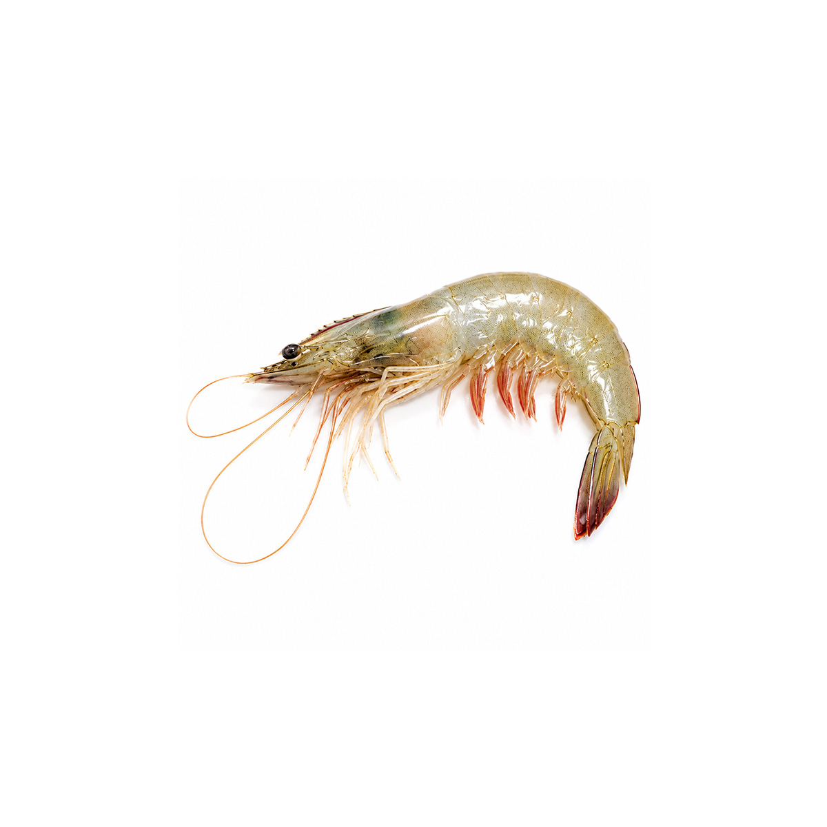 white-prawn-small-01
